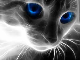 Animal Cat Cats Wallpaper Cat Wallpaper Funny Cat Wallpaper Cool Backgrounds For Iphone