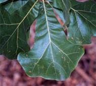 What Tree Is It Oplin