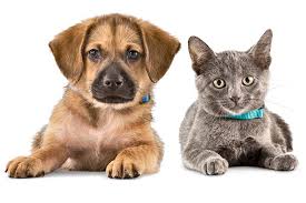 Blog Kedi Mamasi Kopek Mamasi Mamayolda Com Sayfa 3