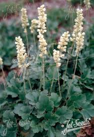 Image result for Cyathula cylindrica