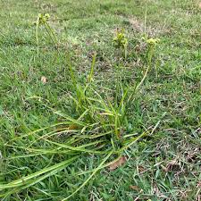 Bahiagrass bentgrass bermuda bluegrass buffalo carpetgrass centipede fescue ryegrass zoysia farm seeds fertilizers flowers gardens grass seed irrigation lawn supplies lawn tools wildlife seed. What S That Weed