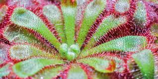 Kuvahaun tulos haulle bladderwort plant