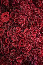 Flower Market 3 Photographic Print Red Floral Roses Whimsical Art Wall Art Floral Flower Market Phot Red Roses Trendy Flowers Flower Market