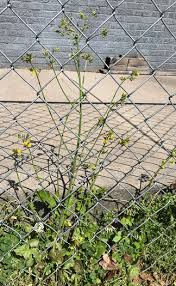 Image result for Youngia