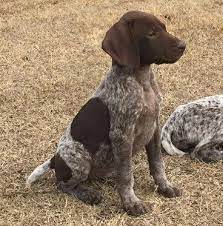 If not being used as a hunter, they still require formal training. 520 Gsp Love Ideas In 2021 German Shorthaired Pointer German Shorthair Pointer Puppies
