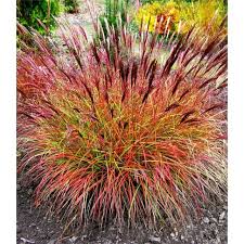 Chinaschilf Red Chief 1 Pflanze Baldur Garten Gmbh Garten Pflanzen Bepflanzung
