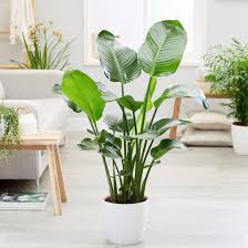 Image result for Ensete gilletii