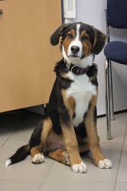 Der berner sennenhund zählt zu den vier rassen der schweizer sennenhunde. Junghund Grosser Schweizer Sennenhund Mischling 7 Jahre 7 Monate Hunde Vermittelt 2014 Tierschutzverein Weil Am Rhein E V