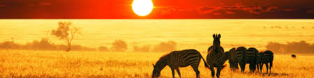 Decoration Evenementielle Animaux Sauvages Vente D Elements De Decoration Pour Evenement Nature Et Faune Lib Deco La savane diverse les troupeaux d'herbivores se partagent les herbes de la savane, comme ces zèbres et gnous. animaux sauvages