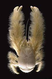 Fao species identification sheets for fishery purposes western central atlantic (fishing area 31), vol. Hairy Deep Sea Lobster Weird Animals Ocean Creatures Unusual Animals