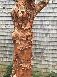 They are best known for their spectacular display of magnificent blooms in spring and colorful fall fruit. Winter Interest In New England Finegardening