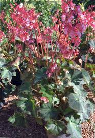 Dottie S Eyelash Begonia Name Stems From Eyelash Hairs On Plant Home And Garden Victoriaadvocate Com Plants Begonia Plants Under Trees
