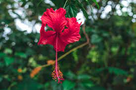 Download and use 200+ hibiscus stock photos for free. Free Photo Selective Focus Photography Of Red Hibiscus Flower Background Garden Plant Free Download Jooinn