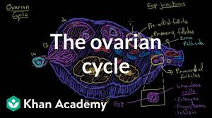 The Ovarian Cycle