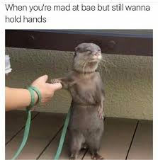 On Love Otters Funny Animals Cute Animals