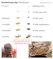 feeding chart for bearded dragons as they age bearded