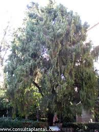 Image result for Cupressus funebris