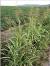Scutch Grass