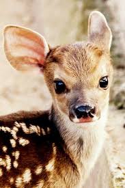 pinterest annaehoman baby deer cute baby animals animals friends baby animals