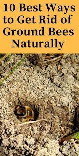 Bumble bees often nest in the ground, but can be found above ground around patio areas or decks. Ground Nesting Bees How To Keep Them Away Naturally Ground Bees Natural Bee Repellent Bees Nest Removal