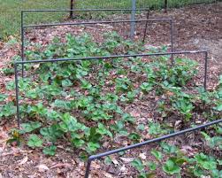 How to support bird netting. Build A Support System For Your Strawberry Netting Finegardening