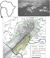 Image result for Grewia barombiensis