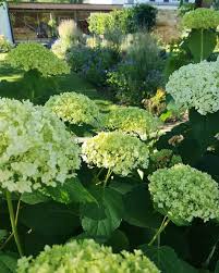 Der Storchschnabel Und Die Hortensieannabelle Buhlen Um Meine Aufmerksamkeit Und Geben Ordentlich Gas Schonen Feiertag Euch Plants Garden