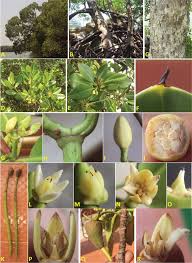 Image result for Rhizophoraceae
