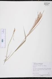 Image result for Pogonochloa