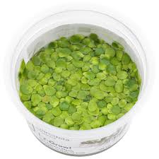 Image result for Spirodela