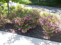 Image result for Indigofera kirkii