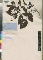 Image result for Lannea antiscorbutica