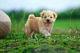A New Player By Prachit Punyapor 500px Animals Cute Dog Pictures Cute Dogs
