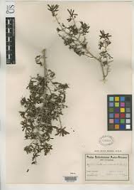 Image result for Coleotrype laurentii