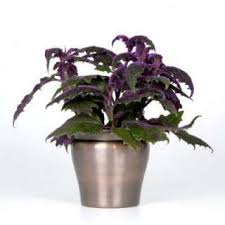 We did not find results for: Exotic Angel Plants Ficus Bella Fig In 1 45 Quart Hanging Basket On Popscreen