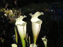 Image result for Leucosphaera bainesii