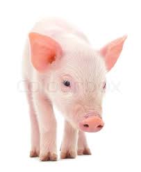 What are camels good at doing? Pig Stock Image Colourbox