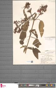 Image result for Helichrysum whyteanum