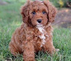 Black And Tan Full Grown Cavapoo Puppies Cavapoo Full Grown Google Search Cavapoo Puppies Puppies Cute Dogs
