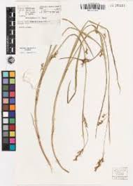 Image result for Scleria mikawana