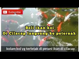 Beli Ikan Koi Langsung Di Peternak Cilacap Youtube