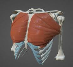 The notes for each lecture. Proko Human Anatomy For Artists 3 Pack Torso Arms Legs Cg Persia