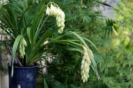 Image result for Eulophia elegans