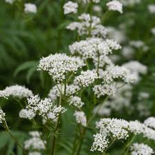 Image result for Valeriana capensis