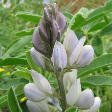 Image result for Lupinus