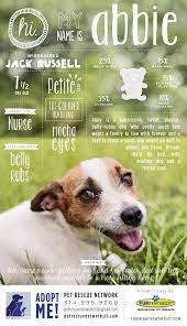 I M Looking For My Forever Home Pet Adoption Animal Shelter Dog Poster