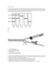 Think of amino acids as enzymes unzip the dna and certain proteins hold the strands open while they are copied. Dna Study Resources