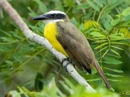 Image result for Pterocarpus megalocarpus