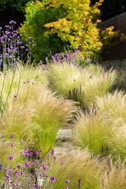 Hidden Path With Stipa Salvia Nemosa Caradonna Erysimum Bowles Mauve And Verbena Bonariensis In Tdi7 Garden In Madrid Desert Landscaping Purple Flowers Garden Grasses Garden