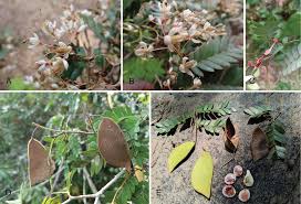 Image result for Tricalysia sp. E